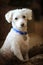 Portrait of a white Bishon/Poodle mix dog.