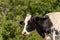 Portrait of a white and black dairy cow - Friesian cattle