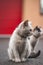 Portrait of a white and black kitten with a bell exploring its surroundings. Cute pet with a youthful, imprudent expression.