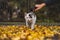 Portrait of white and black kitten with bell and his first movement in nature. Kitty walks through the autumn leaves and curiously