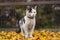 Portrait of white and black kitten with bell and his first movement in nature. Kitty walks through the autumn leaves and curiously