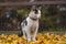 Portrait of white and black kitten with bell and his first movement in nature. Kitty walks through the autumn leaves and curiously