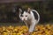 Portrait of white and black kitten with bell and his first movement in nature. Kitty walks through the autumn leaves and curiously