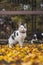 Portrait of white and black kitten with bell and his first movement in nature. Kitty walks through the autumn leaves and curiously