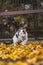 Portrait of white and black kitten with bell and his first movement in nature. Kitty walks through the autumn leaves and curiously