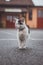 Portrait of white and black kitten with bell and his first movement in nature. Kitty walks through the road and curiously makes