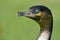 Portrait of White-breasted Cormorant