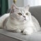 Portrait of a white British Shorthair cat lying on a sofa beside a window in a light room. Closeup face of a beautiful British
