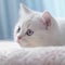 Portrait of a white British Shorthair kitten lying on a sofa beside a window in a light room. Closeup face of a cute kitty at home