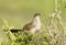 Portrait of a White-browed Coucal