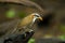 Portrait of White-browed Scimitar-babbler