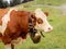 Portrait white brown cow head with large cowbell Austrian Tyrolean Alps