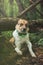 Portrait of a White and brown dog with a sad expression in a woodland covered with flowering bear garlic. Funny views of four-