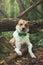 Portrait of a White and brown dog with a sad expression in a woodland covered with flowering bear garlic. Funny views of four-