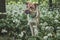 Portrait of a White and brown dog with a sad expression in a woodland covered with flowering bear garlic. Funny views of four-