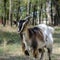 Portrait of a white-brown grazing goat