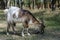 Portrait of a white-brown grazing goat