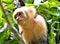 Portrait of a White Cappuchin Monkey, in the Manuel Antonio National Park, Costa Rica.