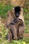 Portrait of a White-cheeked Gibbon