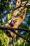 Portrait of White-cheeked gibbon