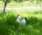 Portrait of white chicken standing in the farm in the sunny day, Domestic farm Chicken with red comb walking alone in the yard, Fr