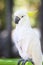 Portrait of white cockatoo birds perching on birds standing