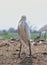 A portrait of white crane or Leucogeranus leucogeranus waiting in a field