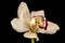Portrait of white cymbidium boat orchid flower on the black background