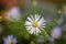 A portrait of a white daisy or white splendour flower, which is a white flower with a yellow core