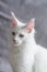 Portrait of a white deaf white kitty on gray background