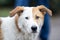 Portrait of a white dog with brown ears looks carefully at the camera