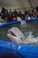 Portrait of a white Dolphin over the water in the circus pool
