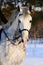 Portrait of white dressage horse