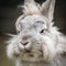 A portrait of a white dwarf rabbit