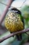 Portrait of White-eared Catbird, Ailuroedus buccoides