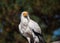 Portrait of a white Egyptian vulture bird