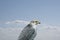 Portrait of a white falcon or gyrfalcon, bird of prey before blue sky