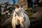 Portrait of A White Farm Goat