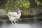 Portrait of a white feathered chicken in a backyard in Cuba