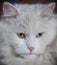 Portrait of a white fluffy cat with multicolored eyes, blue and orange