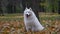 Portrait of a white fluffy Samoyed spitz in the autumn forest against the background of fallen yellowed leaves. The dog