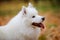 Portrait of a white fluffy Samoyed Spitz in profile close up against a blurred background of yellow leaves. The dog