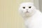 Portrait of a white fold-eared cat. Close-up.