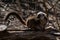 Portrait of a White fronted lemur