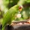 Portrait of White-fronted Parrot