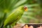 Portrait of White-fronted Parrot