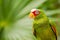 Portrait of White-fronted Parrot