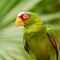 Portrait of White-fronted Parrot