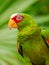 Portrait of White-fronted Parrot