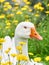 Portrait of a white geese in the grass surrounded by yellow flowers